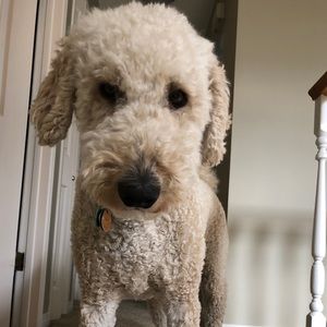 Meet your Posher, Samantha